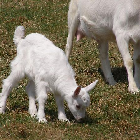 Sloneczna Zagroda - Sunny Ridge Farm Laczna  Bagian luar foto