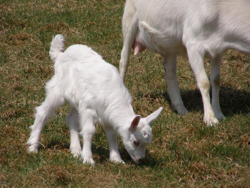 Sloneczna Zagroda - Sunny Ridge Farm Laczna  Bagian luar foto
