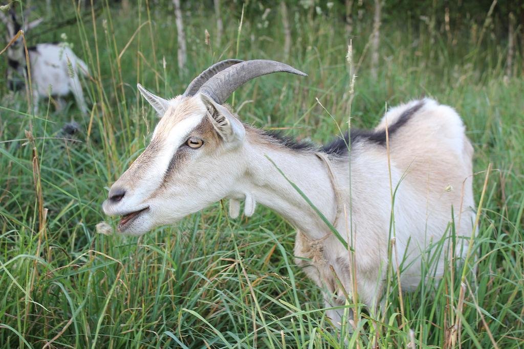 Sloneczna Zagroda - Sunny Ridge Farm Laczna  Bagian luar foto